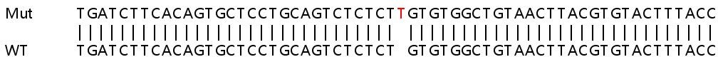 Sanger Sequencing - Human TNFSF10 (TRAIL) knockout HeLa cell line (AB261825)