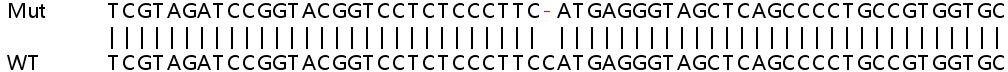 Human TNIP1 knockout HeLa cell lysate