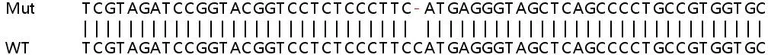 Sanger Sequencing - Human TNIP1 knockout HeLa cell lysate (AB259195)