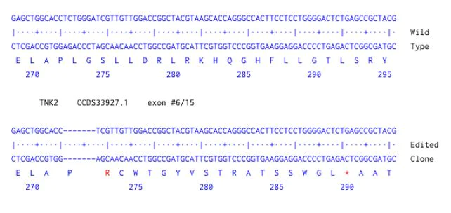 Next Generation Sequencing - Human TNK2 knockout HCT116 cell line (AB301274)