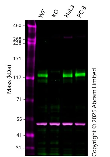 Western blot - Human TNK2 knockout HCT116 cell line (AB301274)