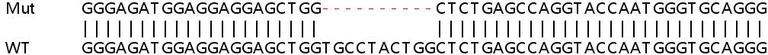 Sanger Sequencing - Human TNKS1BP1 (Tankyrase binding protein 1) knockout HeLa cell line (AB265812)