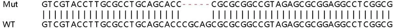 Sanger Sequencing - Human TOMM34 knockout HeLa cell line (AB265546)