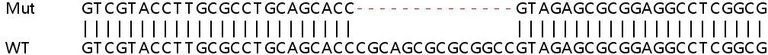 Sanger Sequencing - Human TOMM34 knockout HeLa cell line (AB265546)