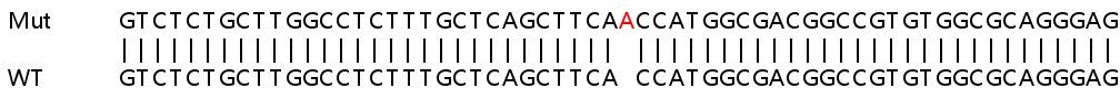 Sanger Sequencing - Human TOMM7 (TOM7) knockout HEK-293T cell line (AB266073)