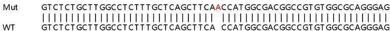 Sanger Sequencing - Human TOMM7 (TOM7) knockout HEK-293T cell line (AB266073)