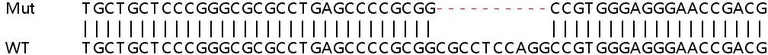 Sanger Sequencing - Human TOR3A knockout HeLa cell line (AB265113)