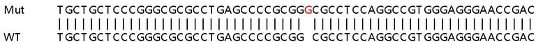 Sanger Sequencing - Human TOR3A knockout HeLa cell line (AB265113)