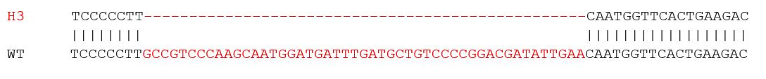 Sanger Sequencing - Human TP53 (p53) knockout A549 cell lysate (AB289655), expandable thumbnail