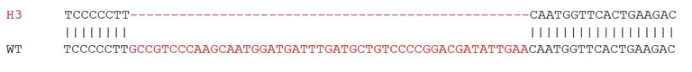 Sanger Sequencing - Human TP53 (p53) knockout A549 cell lysate (AB289655)