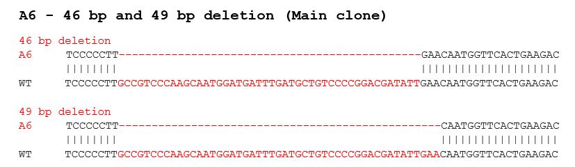 Sanger Sequencing - Human TP53 (p53) knockout Jurkat cell lysate (AB283832), expandable thumbnail