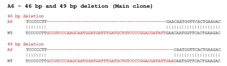 Sanger Sequencing - Human TP53 (p53) knockout Jurkat cell lysate (AB283832)