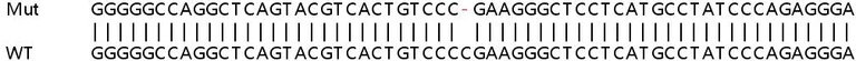 Sanger Sequencing - Human TP53I3 (PIG3) knockout HeLa cell line (AB265703)