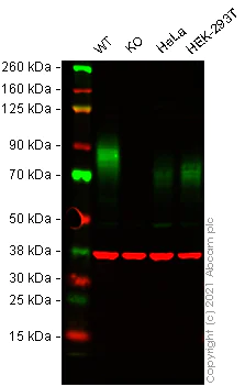 Western blot - Human TPBG knockout MCF7 cell lysate (AB269661)