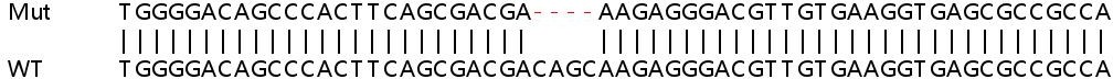 Sanger Sequencing - Human TRABD (TraB domain containing) knockout HEK-293T cell lysate (AB259199)
