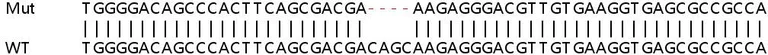 Sanger Sequencing - Human TRABD (TraB domain containing) knockout HEK-293T cell lysate (AB259199)
