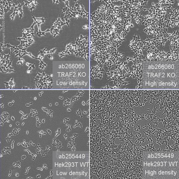 Cell Culture - Human TRAF2 knockout HEK-293T cell line (AB266060), expandable thumbnail