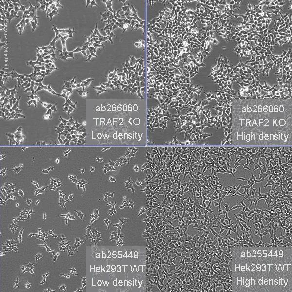 Cell Culture - Human TRAF2 knockout HEK-293T cell line (AB266060)