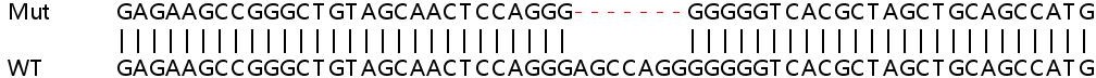 Sanger Sequencing - Human TRAF2 knockout HEK-293T cell line (AB266060), expandable thumbnail