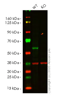 Western blot - Human TRAF2 knockout HEK-293T cell lysate (AB257759)