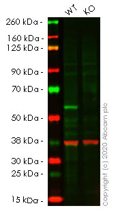 Western blot - Human TRAF2 knockout HEK-293T cell lysate (AB257759)