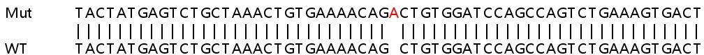 Sanger Sequencing - Human TRAF6 knockout HeLa cell line (AB266009), expandable thumbnail