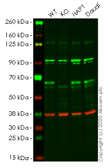 Western blot - Human TRAF6 knockout HeLa cell line (AB266009), expandable thumbnail