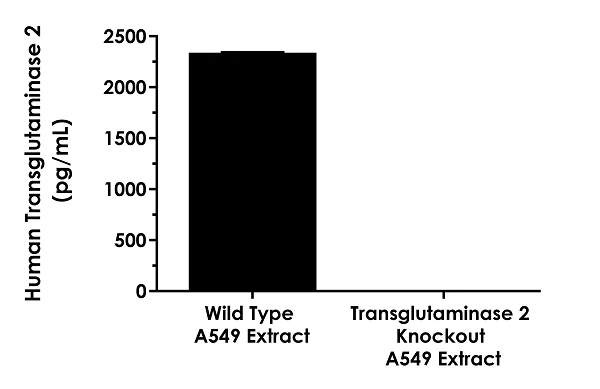 Sandwich ELISA - Human Transglutaminase 2 ELISA Kit (AB283882)