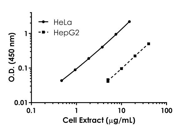 Sandwich ELISA - Human Transketolase ELISA Kit (TKT) (AB187398)