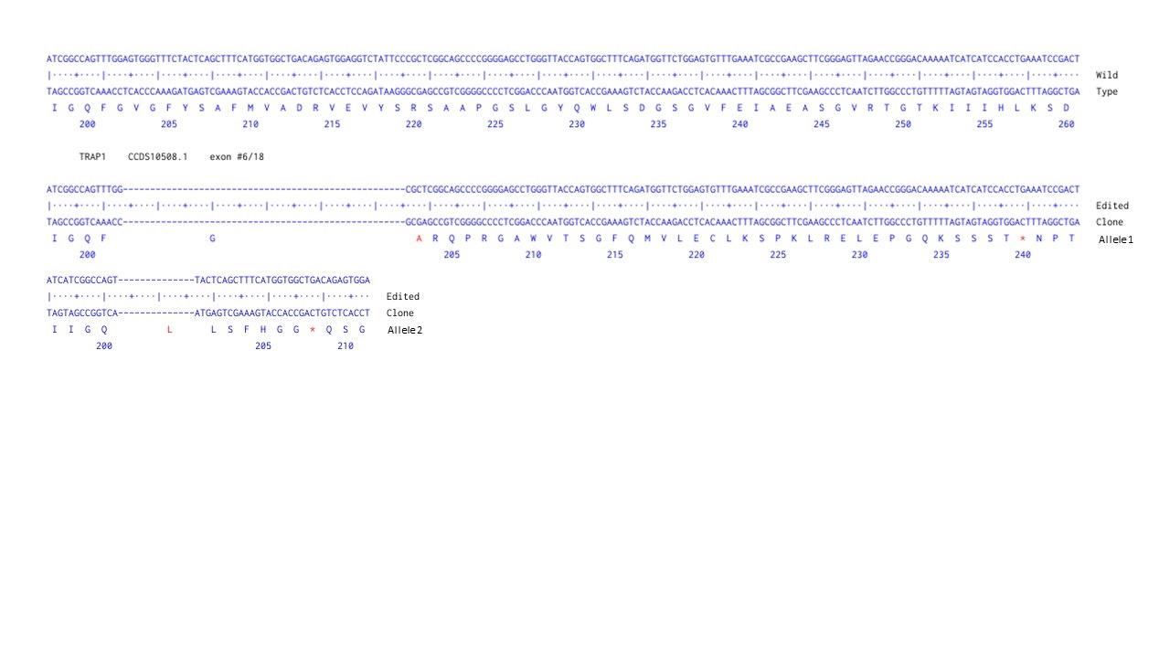 Next Generation Sequencing - Human TRAP1 knockout A549  cell line (AB301281), expandable thumbnail