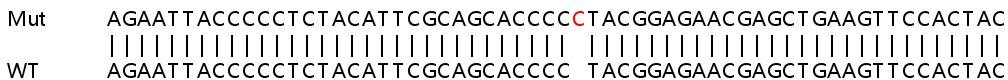 Sanger Sequencing - Human TRAPPC2L knockout HEK-293T cell line (AB266365), expandable thumbnail