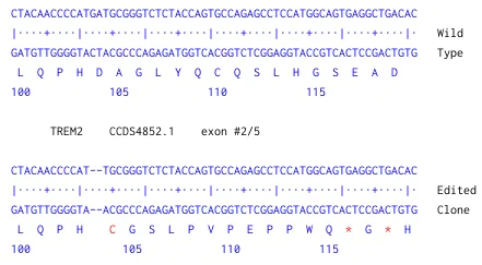 Next Generation Sequencing - Human TREM2 knockout THP-1 cell line (AB269489)