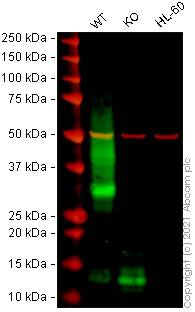 Western blot - Human TREM2 knockout THP-1 cell lysate (AB269652)