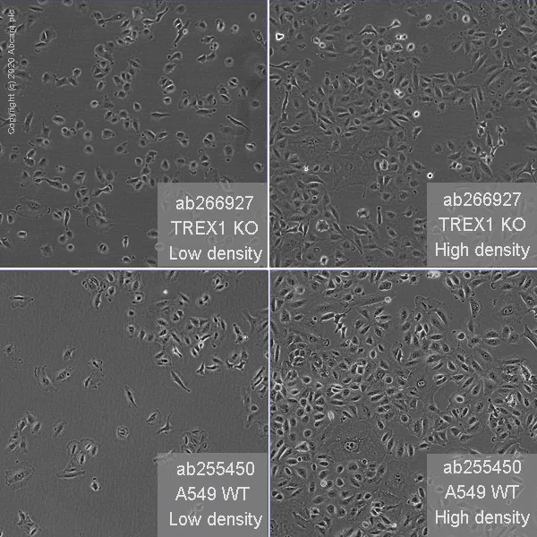 Cell Culture - Human TREX1 knockout A549 cell line (AB266927)