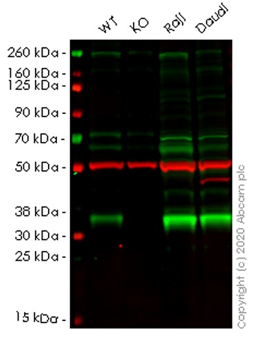 Western blot - Human TREX1 knockout A549 cell lysate (AB257764)