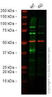 Western blot - Human TRIB3 knockout HCT116 cell line (AB273718)