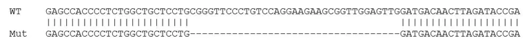 Sanger Sequencing - Human TRIB3 knockout HCT116 cell lysate (AB275249)