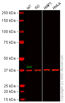 Western blot - Human TRIB3 knockout HCT116 cell lysate (AB275249)