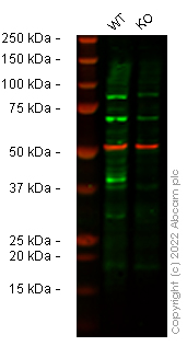 Western blot - Human TRIB3 knockout HCT116 cell lysate (AB275249)