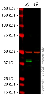 Western blot - Human TRIB3 knockout HeLa cell line (AB264792)