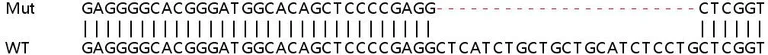 Sanger Sequencing - Human TRIM14 knockout A549 cell line (AB267176)