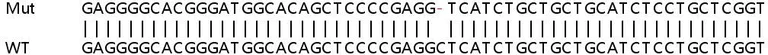 Sanger Sequencing - Human TRIM14 knockout A549 cell line (AB267176)
