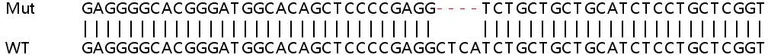 Sanger Sequencing - Human TRIM14 knockout A549 cell line (AB267176)