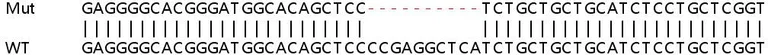 Sanger Sequencing - Human TRIM14 knockout A549 cell lysate (AB259204)