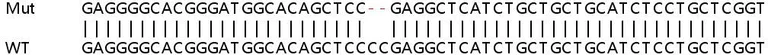 Sanger Sequencing - Human TRIM14 knockout A549 cell lysate (AB259204)