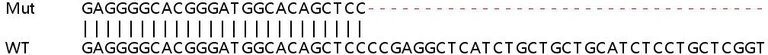 Sanger Sequencing - Human TRIM14 knockout A549 cell lysate (AB259204)