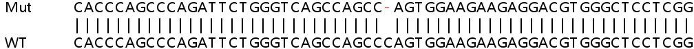 Sanger Sequencing - Human TRIM16 knockout HeLa cell line (AB265258), expandable thumbnail