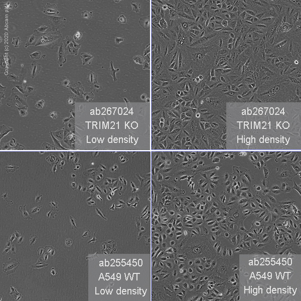 Cell Culture - Human TRIM21 (SS-A) knockout A549 cell line (AB267024), expandable thumbnail