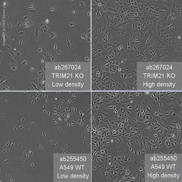 Cell Culture - Human TRIM21 (SS-A) knockout A549 cell line (AB267024)