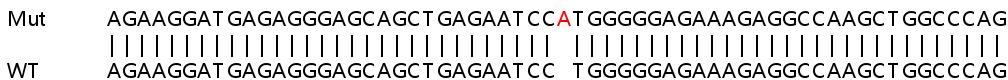 Sanger Sequencing - Human TRIM21 (SS-A) knockout A549 cell line (AB267024), expandable thumbnail